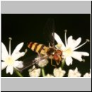 Meliscaeva cinctella - Spaete Fruehlingsschwebfliege w04.jpg